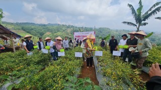 News, Sukses Panen Cabai, Kementan Optimalkan Petani Muda di Cianjur, IPAD,Program YESS,kementerian pertanian,YESS BPPSDMP,Polbangtan Bogor